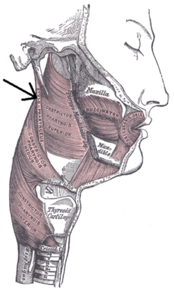 stylopharyngeus