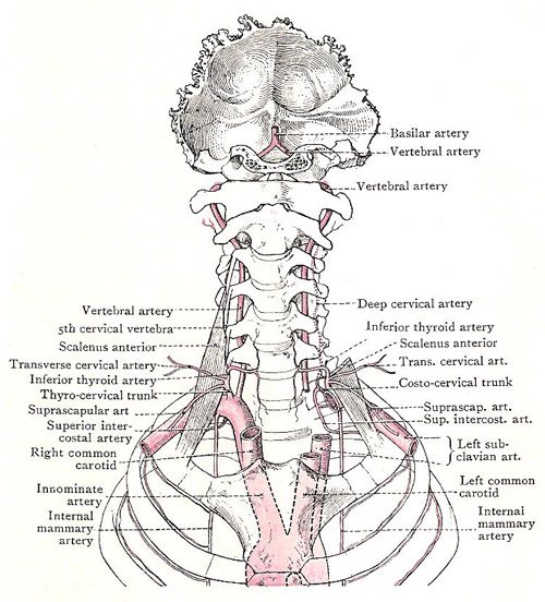 Subclavian arteries and branches