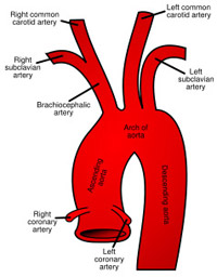 origin of the subclavian arteries