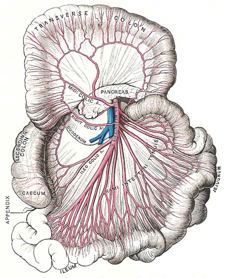 superior mesenteric artery