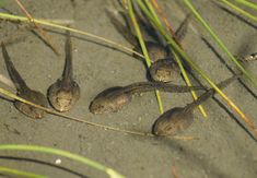 tadpoles