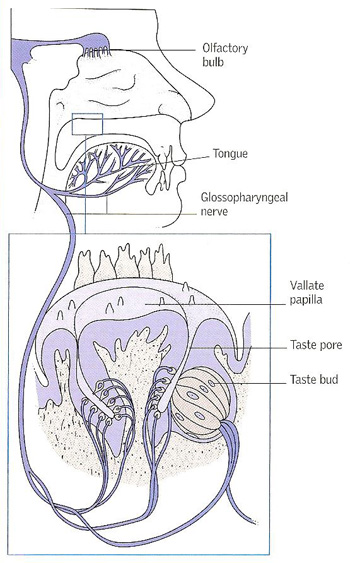 how a substance is tasted