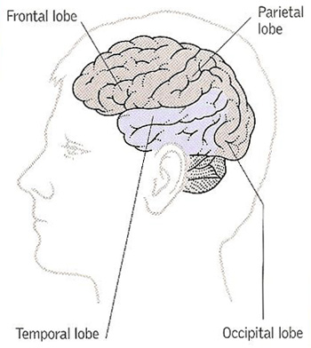 lobes of the brain