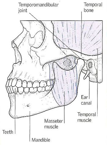 temporomandibular joint