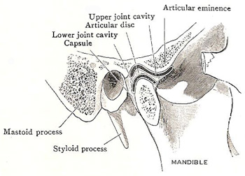 section through the temporomandibular joint