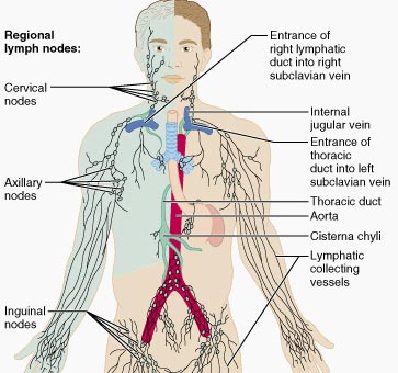 thoracic duct, regional lymph nodes, and related structures