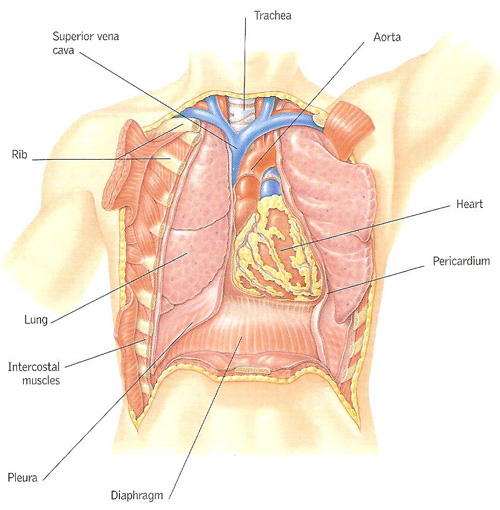 Thoracic cavity