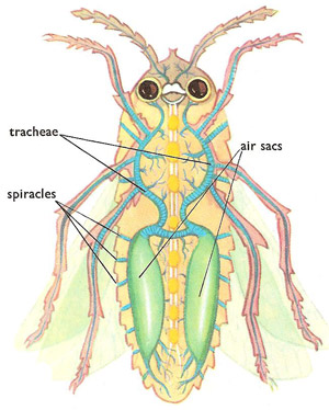 respiratory system of a flying insect