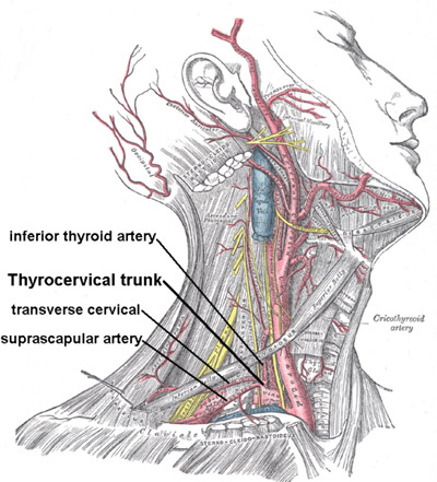 suprascapular artery