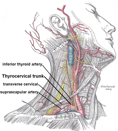 transverse cervical artery