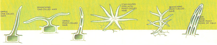 trichomes covering the aerial parts of plants