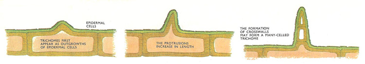 formation of a trichome