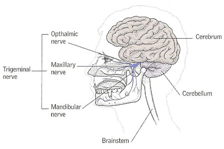 trigeminal nerve
