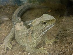 tuatara