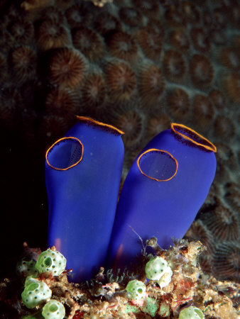sea squirts
