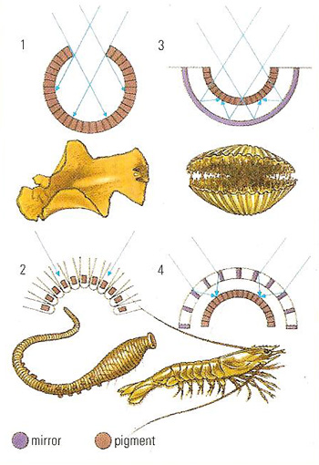 types of animal eye