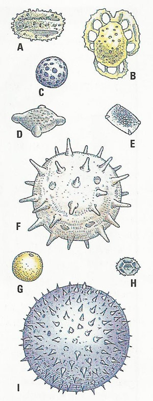 tyoes of pollen grains