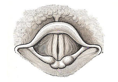 Cavity of larynx, as seen with a laryngoscope during 
            phonation