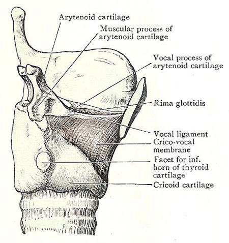 Larynx, side view, showing vocal ligament