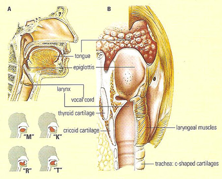 anatomy of the voice