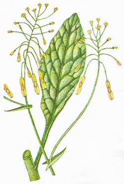 woad plant