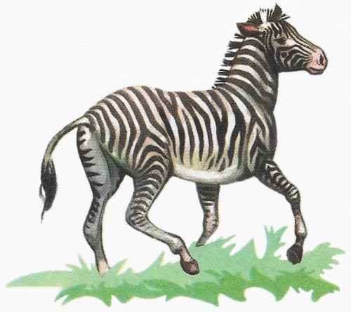 zebra