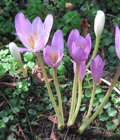 Colchicum speciosum