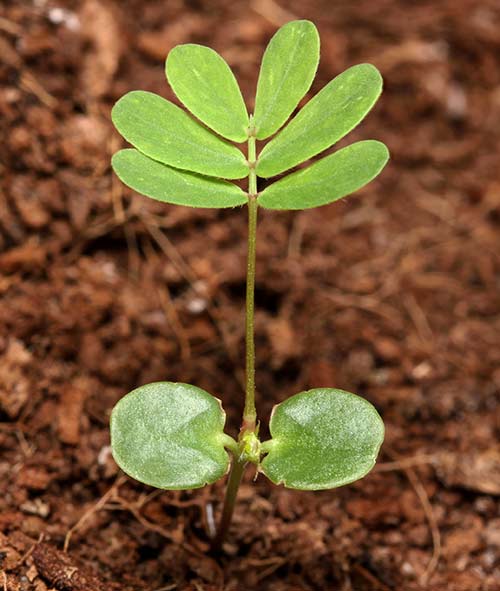 Mimosa pudica (a dicot) seedling with two cotyledons and the first 'true' leaf with six leaflets.