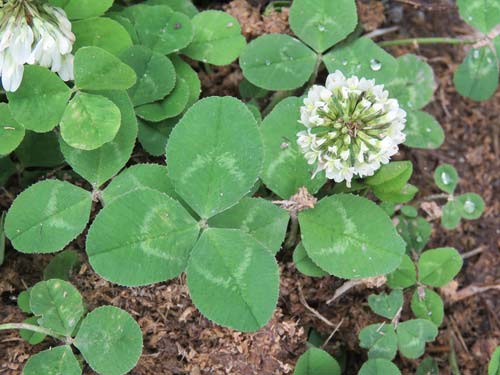 Clover, sp. Trifolium repens.