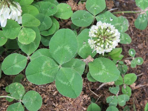 Clover, sp. Trifolium repens.