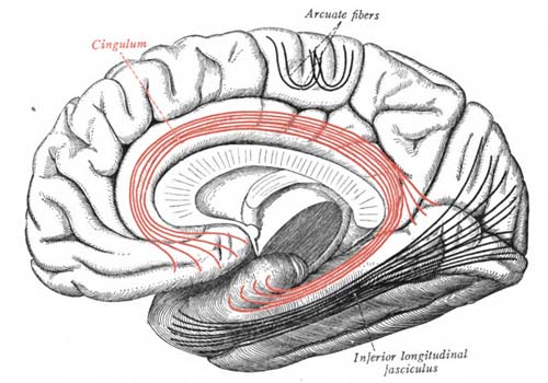 cingulum