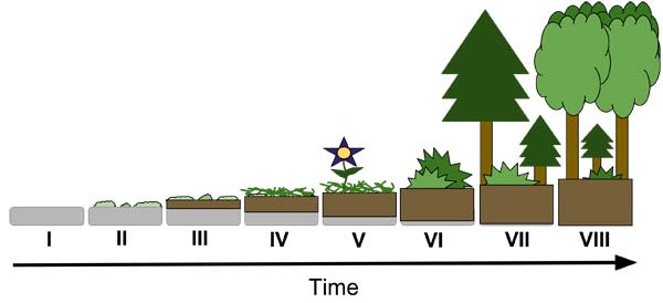 Ecological succession