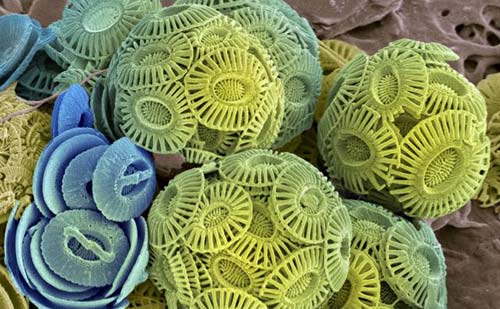 Coccoliths