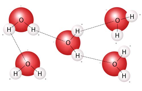 The strong polar bond between water molecules creates water cohesion.