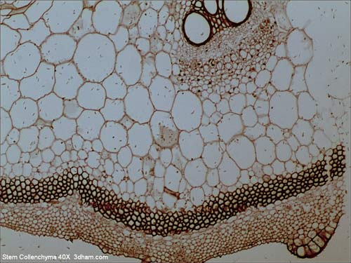 Stem collenchyma