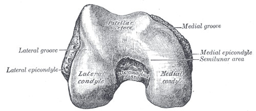 Lower extremity of right femur viewed from below, showing lateral and medial condyles.