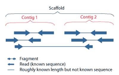 Overlapping reads from paired-end sequencing form contigs; contigs and gaps of known length form scaffolds.