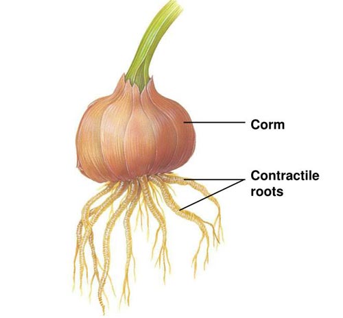 Contractile roots