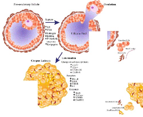 Corpus luteum