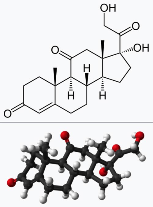 Cortisone