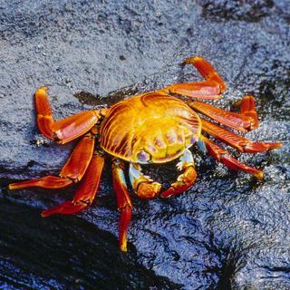 Red rock crab