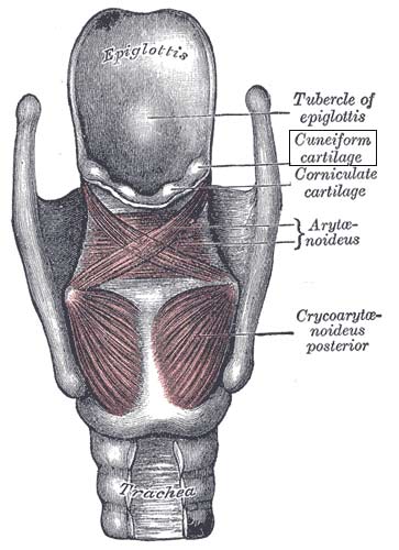 Posterior view of the muscles of the larynx, showing cuneiform cartilage.