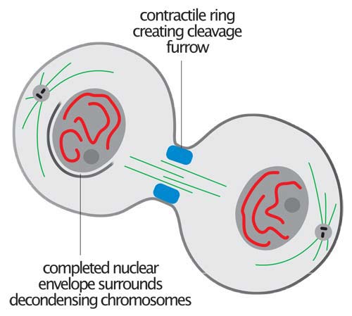 Cytokinesis