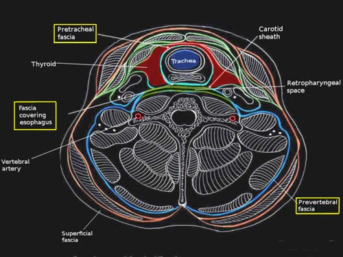 Deep fascia of the neck.