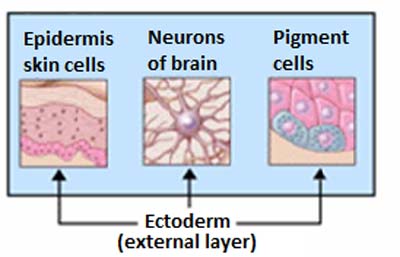 Organs derived from ectoderm.