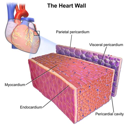 The layers of the heart wall including the innermost endocardium