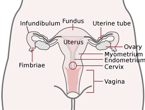 Uterus and uterine tubes. Endometrium labeled at center right.