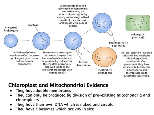 An overview of the endosymbiosis theory of eukaryote origin.