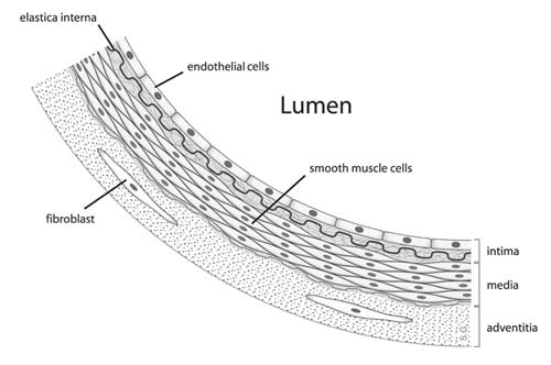 Diagram showing the location of endothelial cells