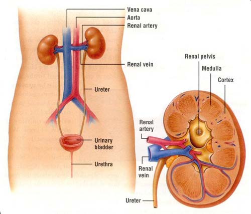Excretory system
